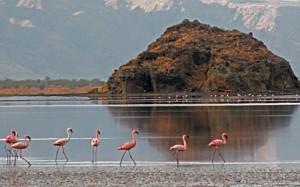 Lago Natron in Tanzania: trasforma gli animali in statue di pietra
