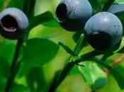 Prevenire infezioni mirtilli