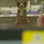 Canguro entra in farmacia all’aeroporto di Melbourne (Video)