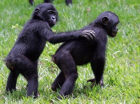 Tornare alle origini: il bonobo,uno scimpanzè nano,gestisce le emozioni come un essere umano.