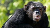 Le emozioni dei bonobo sono analoghe a quelle umane