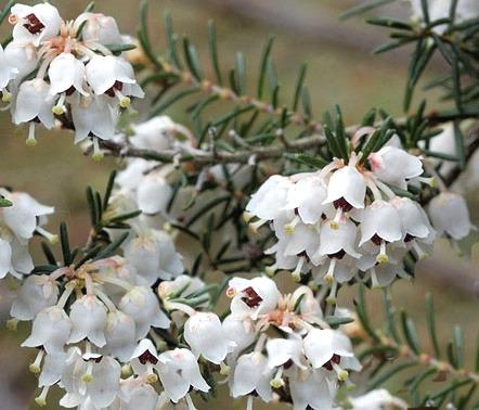 I fiori raccontano...Speranza e Solitudine