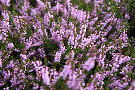 I fiori raccontano...Speranza e Solitudine