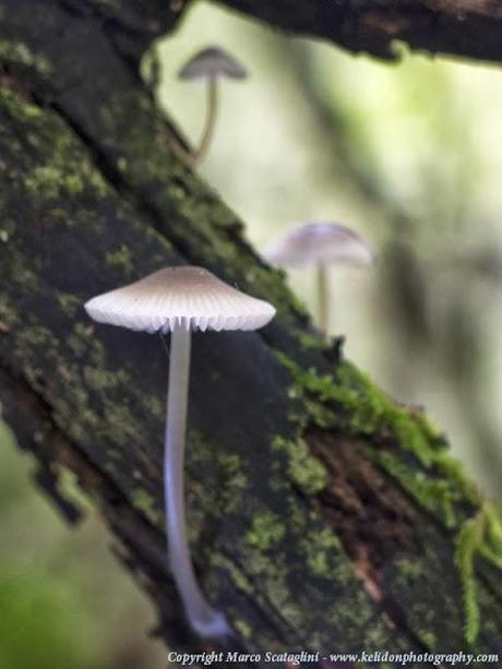 Visioni dal sottobosco