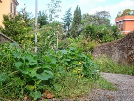 SAFARI URBANO PER LE STRADE DI ROMA! A VIA DI VIGNA PIA, SCENE CAMPESTRI, MANCANO SOLO LE PECORE E I TRATTORI!