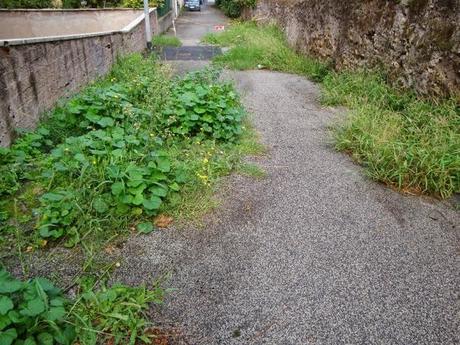 SAFARI URBANO PER LE STRADE DI ROMA! A VIA DI VIGNA PIA, SCENE CAMPESTRI, MANCANO SOLO LE PECORE E I TRATTORI!