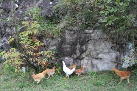 Incisioni rupestri e rurali: gallinelle di montagna razzolano tra le incisioni