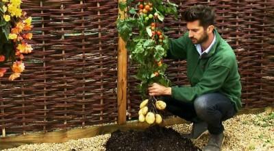 TomTato-pomodori-e-patate-dalla-stessa-pianta