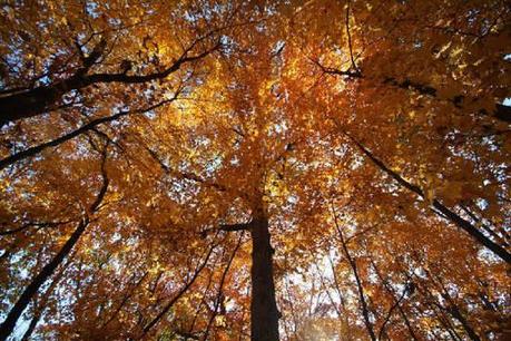 L'autunno è solo una stagione..