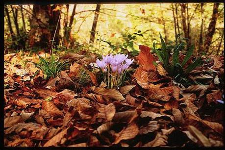 L'autunno è solo una stagione..