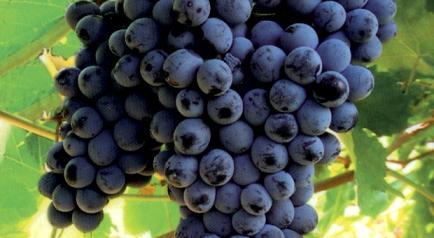 Intervista Gastronomica ad Alessia Gazzola Nero d'Avola