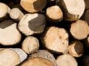 Risparmio energetico: l’Alto Adige affida alla biomassa