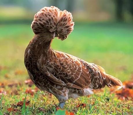 Soufflè di pollo MondoSnello profumato al rosmarino con noci ed asiago stravecchio: un piatto bello e buono che racconta la storia della Gallina Padovana