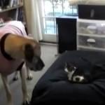 Gatti (furbi) rubano cucce ai cani (tonti): la compilation (Video)