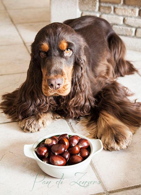 castagne giotto cocker bosco