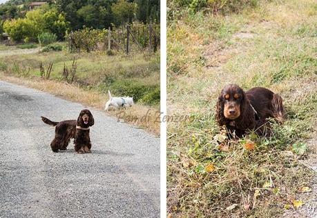 Una passeggiata tra i vigneti