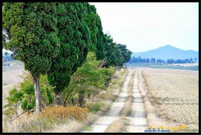 quella (lunga) fila di cipressi