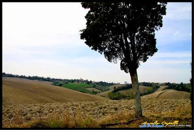 quella (lunga) fila di cipressi