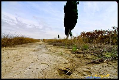 quella (lunga) fila di cipressi