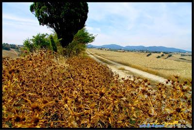quella (lunga) fila di cipressi