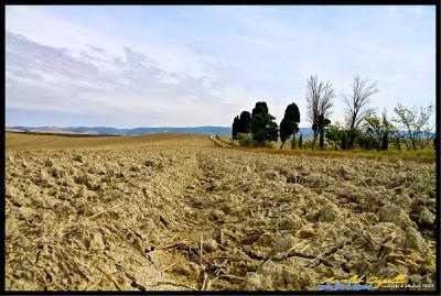 quella (lunga) fila di cipressi
