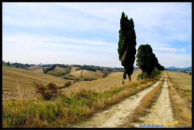 quella (lunga) fila di cipressi
