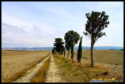 quella (lunga) fila di cipressi
