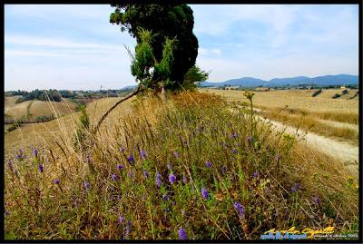 quella (lunga) fila di cipressi