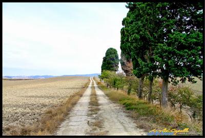 quella (lunga) fila di cipressi