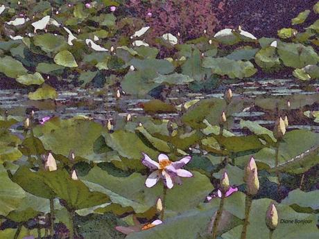 Lago dei fiori