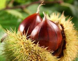 Domenica di sagre: Castagne, funghi, frattagli