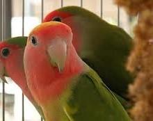 Grande successo a Campochiesa per la 30esima edizione della mostra ornitologica