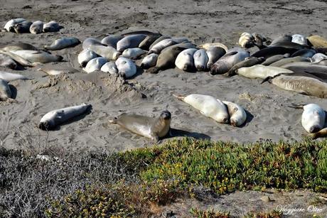 Strade panoramiche negli USA: il Big Sur