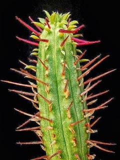 Wallpaper: Euphorbia Cumulata