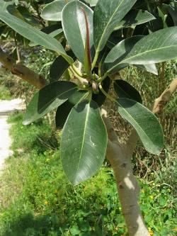 ficus rubiginosa 2