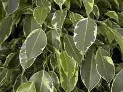 ficus golden king  2