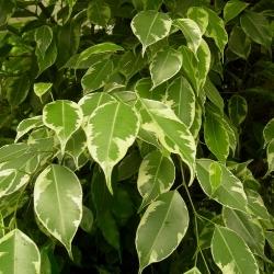 ficus golden king 