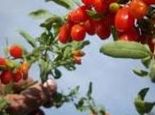 bacche goji benefici