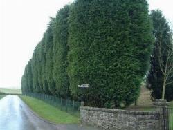 siepisempreverdialte-1