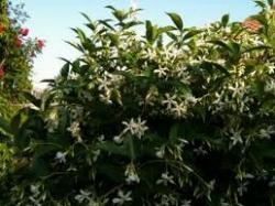 sieperampicantesempreverde2