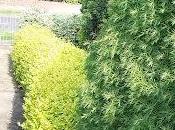 siepi giardino sempreverdi