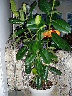 Ficus Elastica