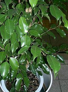 Ficus Benjamin 2