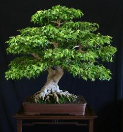 Ficus Benjamin