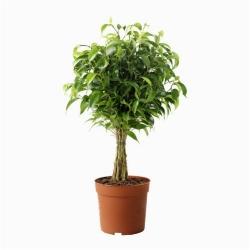 ficus benjamina natasja 2