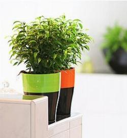 ficus benjamina natasja