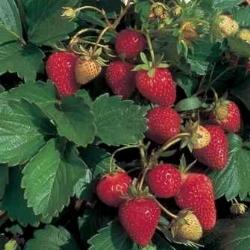 Fragole rampicanti