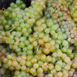 Uva moscato