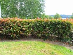 photinia