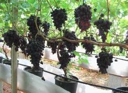 piantare uva 2
